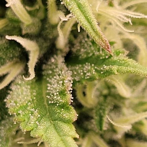 Pearli growlog timeline photo
