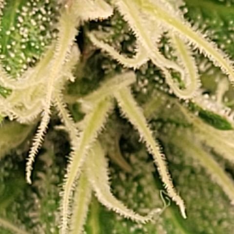 Pearli growlog timeline photo