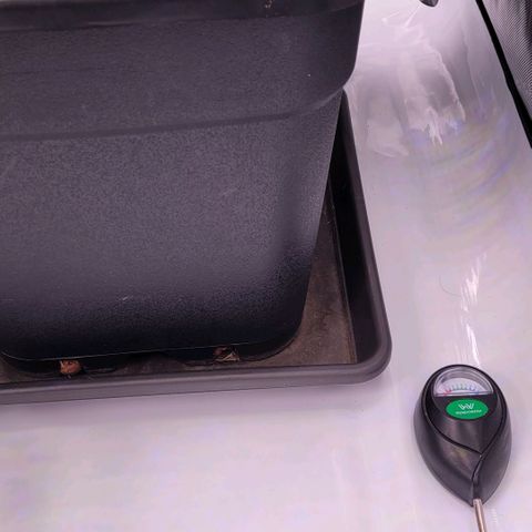 Cookies OG Kloni #1 growlog photo: Und wieder war heute der Teller leer. Auch bei Klon 2 ! Ihr Durst einfach Hammer 