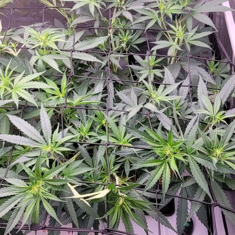 Cookies OG Kloni #1 growlog photo: Auch der Stretch ist Hammer Geil