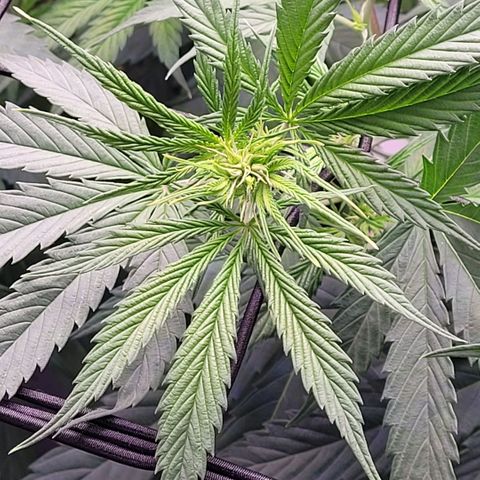 Cookies OG Kloni #2 growlog timeline photo
