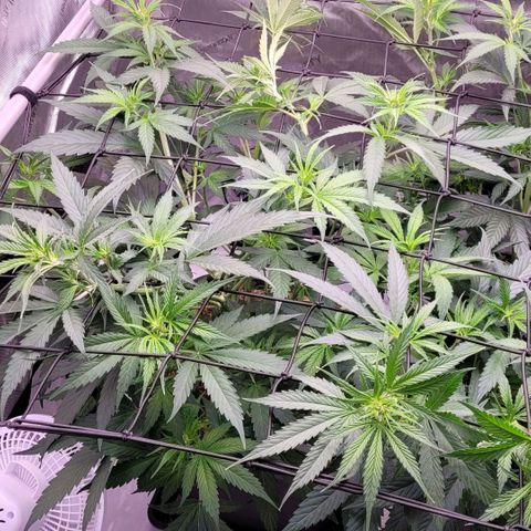 Cookies OG Kloni #2 growlog timeline photo