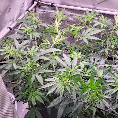 Cookies OG Kloni #2 growlog timeline photo