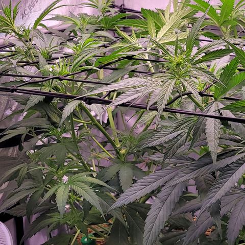 Cookies OG Kloni #2 growlog timeline photo