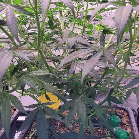 Cookies OG Kloni #1 growlog timeline photo