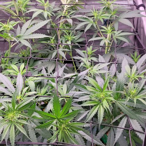 Cookies OG Kloni #1 growlog timeline photo