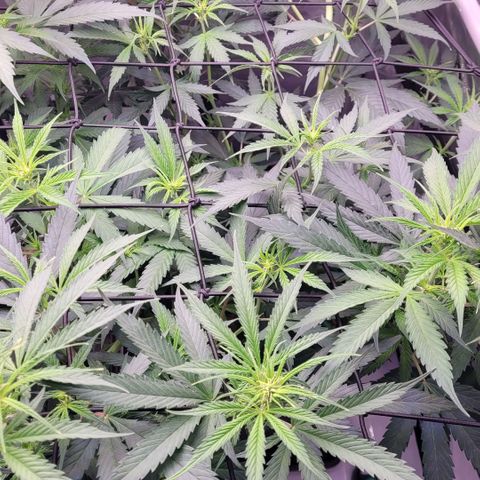 Cookies OG Kloni #1 growlog timeline photo