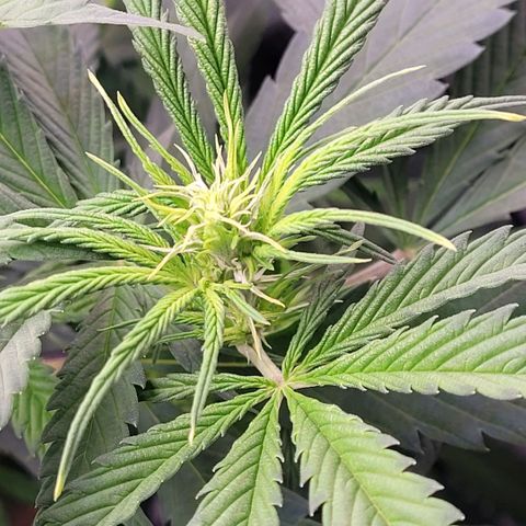Cookies OG Kloni #1 growlog timeline photo
