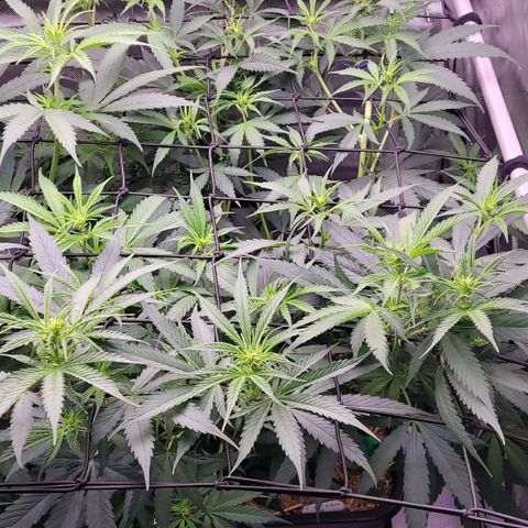 Cookies OG Kloni #1 growlog timeline photo