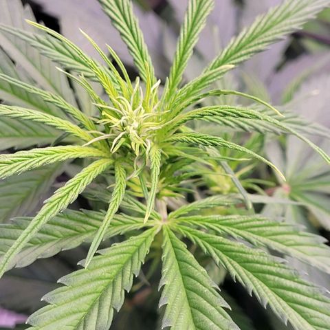 Cookies OG Kloni #2 growlog timeline photo