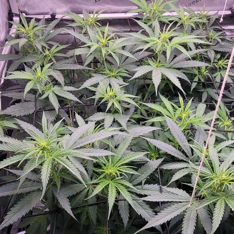 Cookies OG Kloni #2 growlog timeline photo