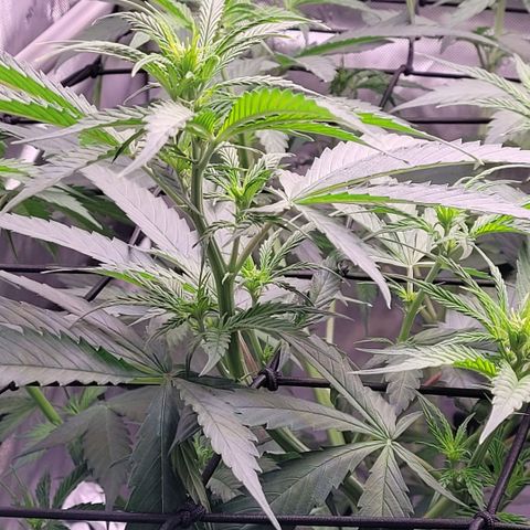 Cookies OG Kloni #2 growlog timeline photo