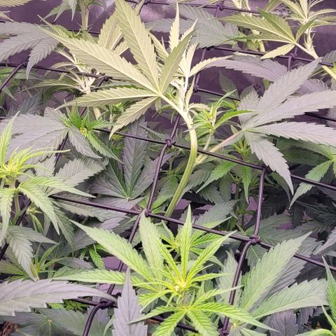 Cookies OG Kloni #2 growlog photo: Und wieder Triebe am Scrog verlegt