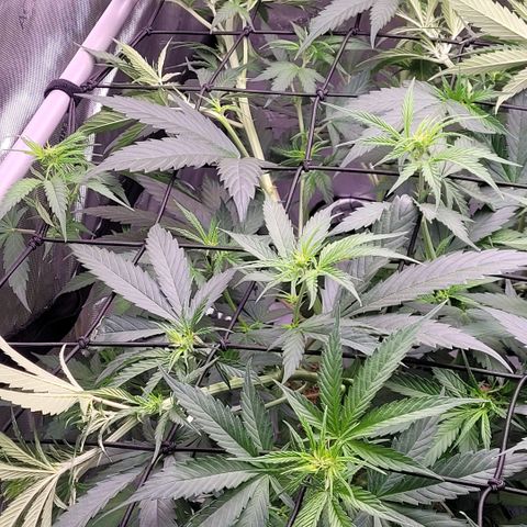 Cookies OG Kloni #2 growlog photo: Und wieder Triebe am Scrog verlegt