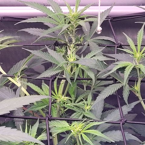 Cookies OG Kloni #1 growlog photo: Wieder Triebe an das Scrog gelegt