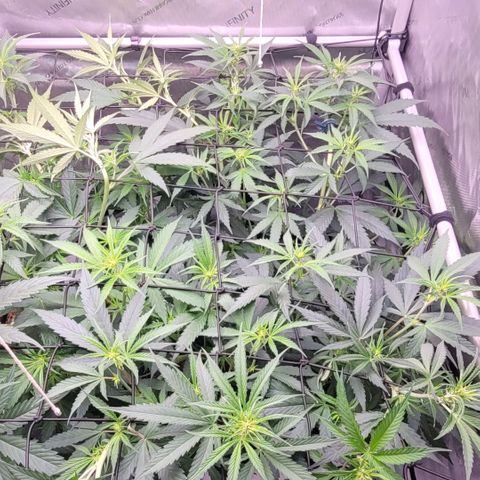 Cookies OG Kloni #1 growlog photo: Wieder Triebe an das Scrog gelegt