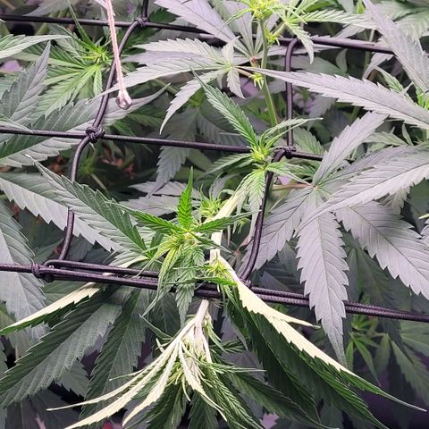 Cookies OG Kloni #1 growlog photo: Wieder Triebe an das Scrog gelegt