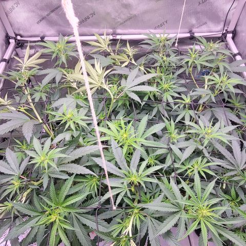 Cookies OG Kloni #1 growlog timeline photo