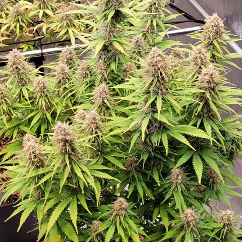 Berry growlog timeline photo