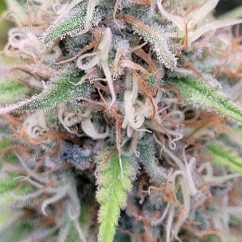 Berry growlog timeline photo