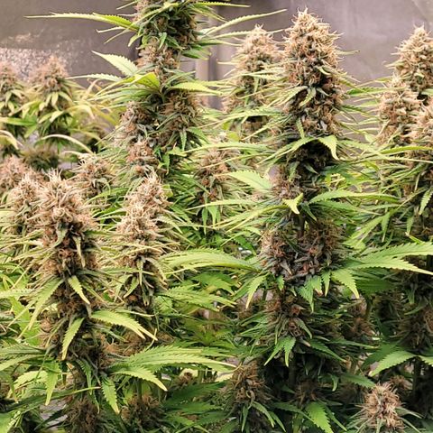 Berry growlog timeline photo