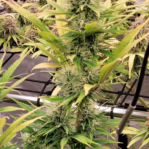 Pearli growlog timeline photo