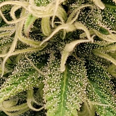 Pearli growlog timeline photo