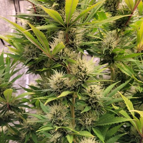Pearli growlog timeline photo