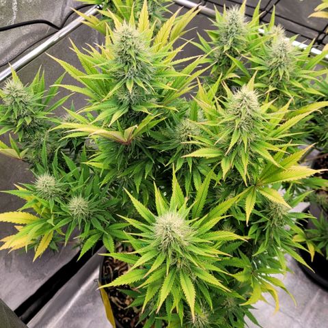 Pearli growlog timeline photo