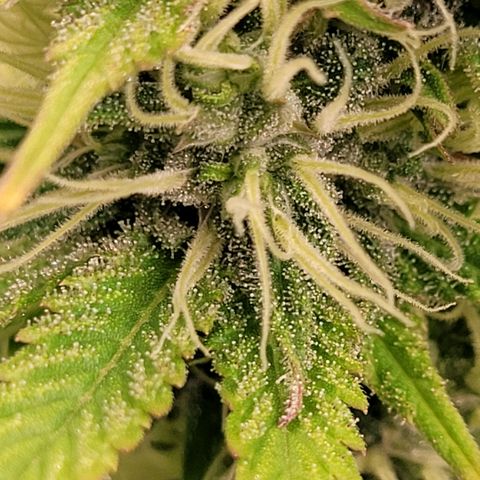Pearli growlog timeline photo