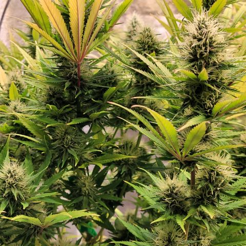Pearli growlog timeline photo