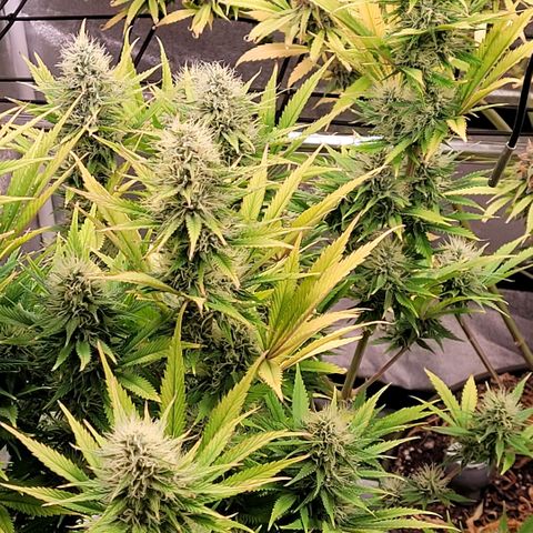 Pearli growlog timeline photo