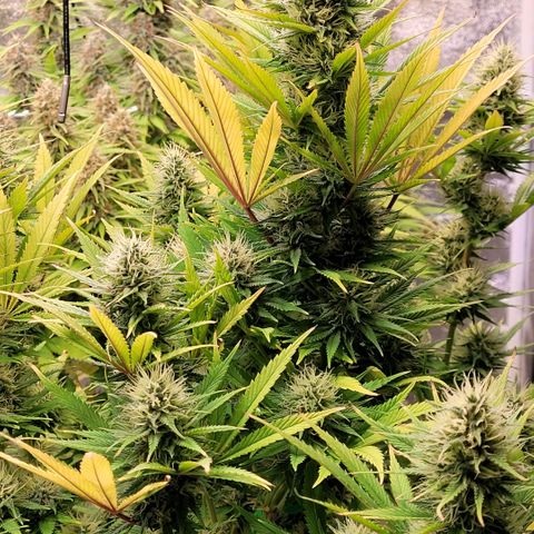 Pearli growlog timeline photo
