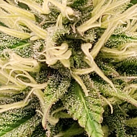 Pearli growlog timeline photo