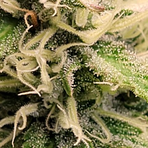 Pearli growlog timeline photo