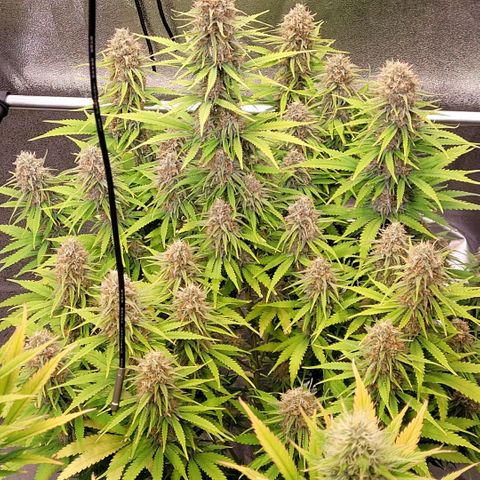 Berry growlog timeline photo