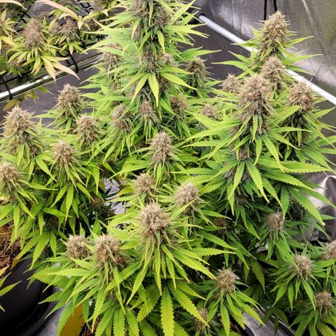 Berry growlog timeline photo