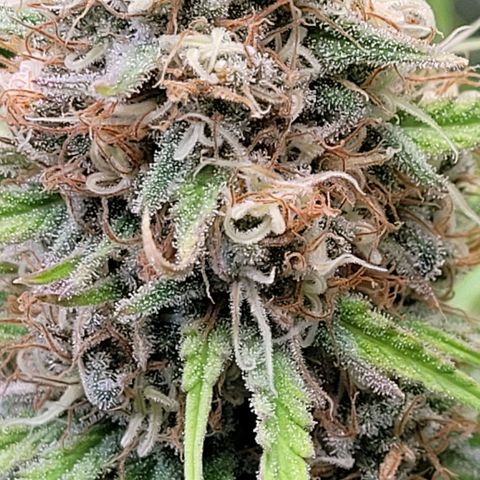 Berry growlog timeline photo