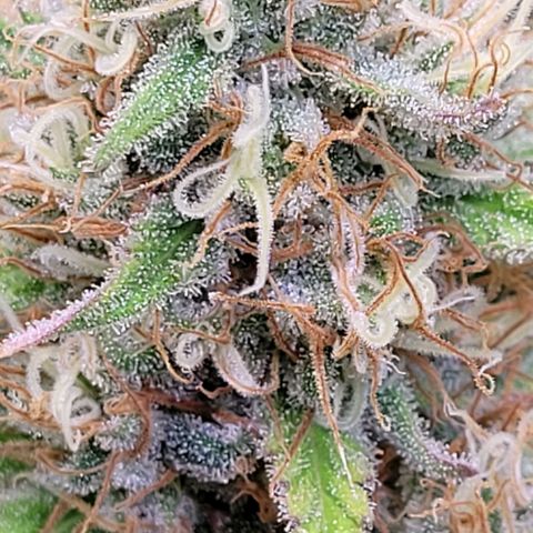 Berry growlog timeline photo