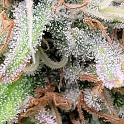 Berry growlog timeline photo