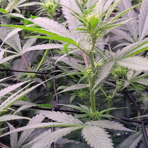 Cookies OG Kloni #1 growlog timeline photo