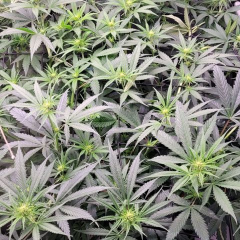 Cookies OG Kloni #1 growlog timeline photo