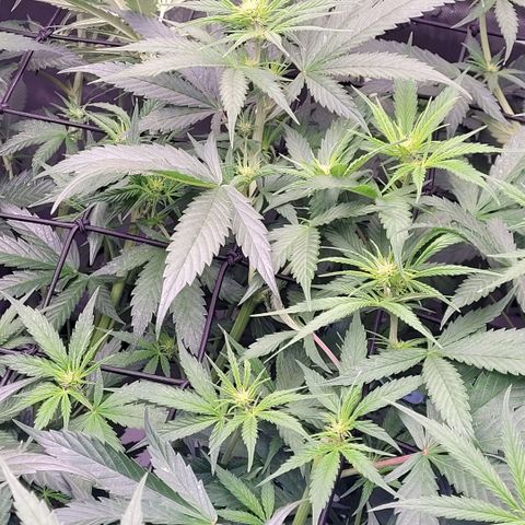 Cookies OG Kloni #2 growlog timeline photo