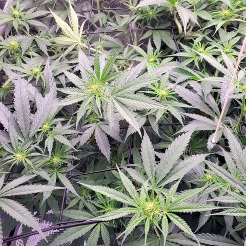Cookies OG Kloni #2 growlog timeline photo