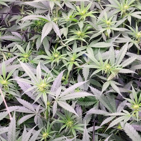 Cookies OG Kloni #1 growlog timeline photo