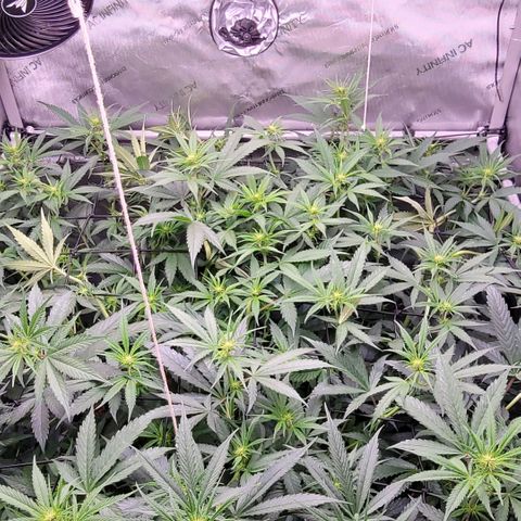 Cookies OG Kloni #1 growlog timeline photo