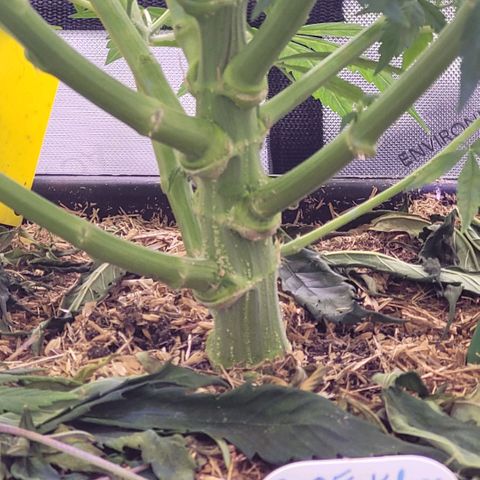 Cookies OG Kloni #1 growlog timeline photo