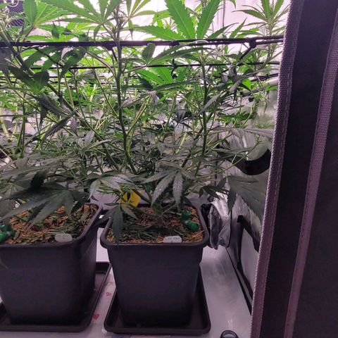 Cookies OG Kloni #1 growlog timeline photo