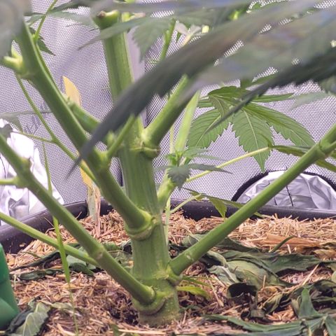 Cookies OG Kloni #2 growlog timeline photo