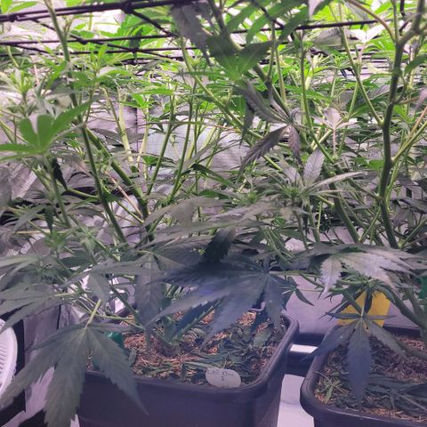 Cookies OG Kloni #2 growlog timeline photo